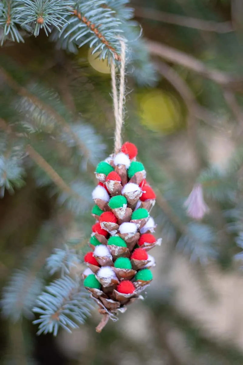 pom pom pinecone in tree