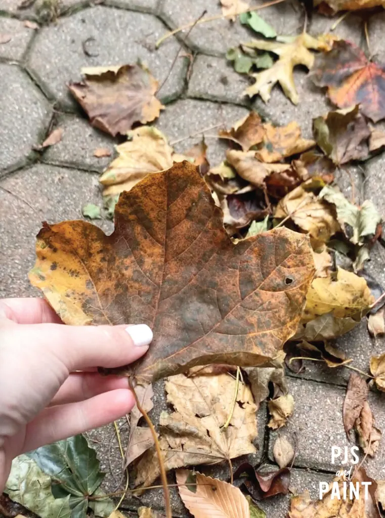 collecting leaves